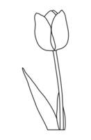 Spring flower tulip isolated on a white background vector
