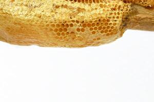 Honeycombs on wood stick in a beehive on white background. Beekeeping, breeding and keeping bees. photo