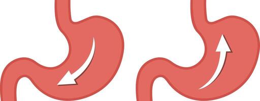 Two red stomachs with arrows, medical icon showing contrasting digestive movements with one stomach showing downward flow and other upward vector