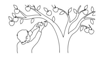Person Picking Apples from a Branch of an Apple Tree vector