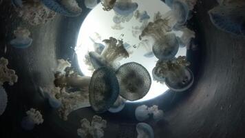 Mesmerizing jellyfish drift in oceanic light tunnel captured in high definition video