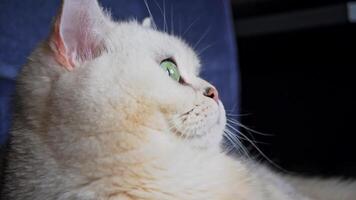 Curious cat observing, alert and captivated by movement in room video