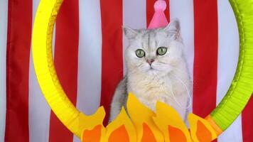 Captivated cat in a circusthemed scene with animated elements video