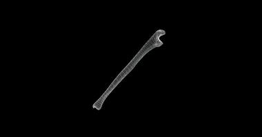 Hologram representation screen 3d of Ulna bone of skeleton human body - loop video