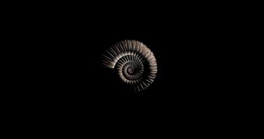 Prehistoric Fossil Ammonite Rotating - Loop video