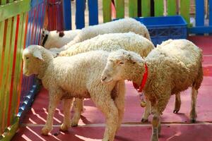 Fluffy Sheep in a Colorful Playful Setting A Pastoral Scene photo