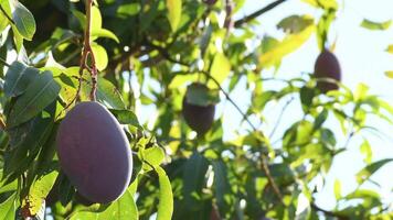 Mango hanging in a branch of a mango tree video