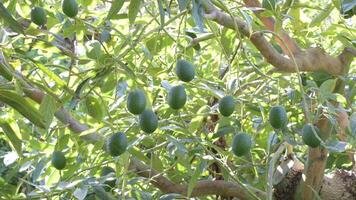Natural hass avocados fruit hanging in a avocado tree video