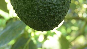 Natural hass avocado hanging in a avocado tree at detail, tilt video