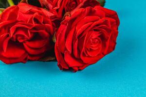 Red roses arranged on a bright blue background for a striking contrast photo