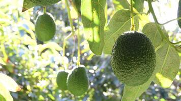 Natural avocados fruit hanging in a tree a sunny day video