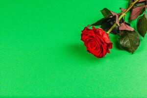 Bright red rose lying on vibrant green background photo