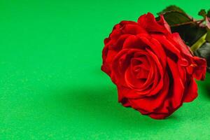 Bright red rose resting on vibrant green background in soft light photo