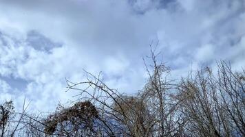 The sky and the tops of plants in early spring. Blue sky and white clouds in early spring video