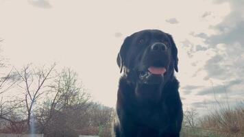 Black Labrador Retriever dog on a background of sky and trees. video