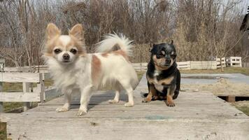 A white long-haired Chihuahua and a black short-haired Chihuahua on a bench in the garden video