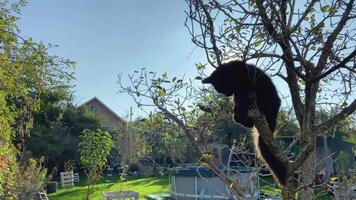 Cat playing while sitting on a tree branch. Black kitten in the garden video