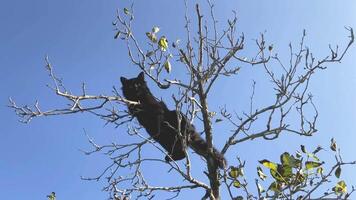 Black kitten with long fur sits on a tree branch in autumn. Cat on a tree in the garden. Pet, animal video