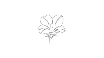 abstract sketches in one continuous line style on a white background. video