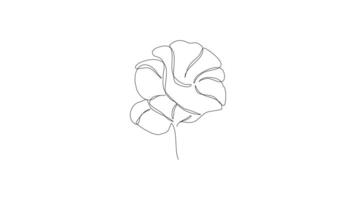 abstract sketches in one continuous line style on a white background. blooming flower concept. suitable for design projects video