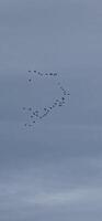 In the , a flock of birds flies in a V-formation across a cloudy sky, showcasing natural migration patterns and beautiful aerial movement. video