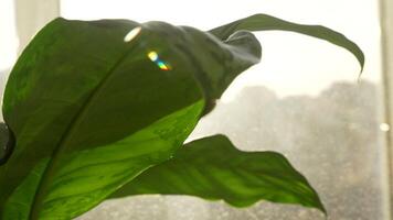 A Sunlit Green Leaf Captured with Soft Focus in a Natural, Serene Setting and Atmosphere video