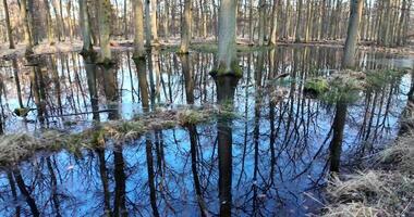 Drive along a forest pond reflecting the surrounding leafless trees in Moenchsbruch nature reserve 1 video