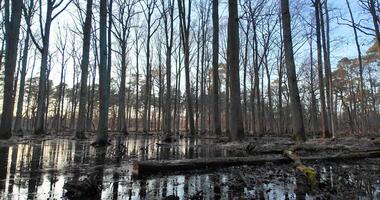 Pan over an forest pond reflecting the surrounding leafless trees in Moenchsbruch nature reserve 3 video