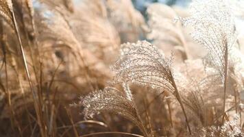 Close-up delicate white pampas grass swaying in wind summer, capturing natural beauty texture of ornamental grass in serene, blurred background. Ideal nature and botanical themes. Boho style. Pattern video