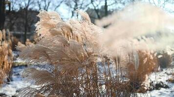 Abstract natural background of soft plants Cortaderia selloana. Pampas grass on a blurry bokeh, Dry reeds boho style. Fluffy stems of tall grass in winter, white background video