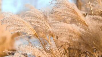 Abstract natural background of soft plants Cortaderia selloana. Pampas grass on a blurry bokeh, Dry reeds boho style. Fluffy stems of tall grass in winter, white background video