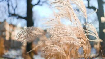 Close-up delicate white pampas grass swaying in wind summer, capturing natural beauty texture of ornamental grass in serene, blurred background. Ideal nature and botanical themes. Boho style. Pattern video
