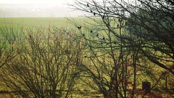 Murmurations, starlings flying in a garden, coordination to fly at sunset, sturnus, branch video