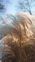 Close-up delicate white pampas grass swaying in wind summer, capturing natural beauty texture of ornamental grass in serene, blurred background. Ideal nature and botanical themes. Boho style. Pattern video