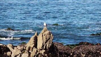 Waves On Monterey Bay At Pacific Grove California With Rocks And Seagull In Foreground video