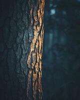 Golden Hour Sunlight Illuminating Tree Bark Texture in Forest Setting photo