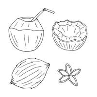 Set bundle of hand drawn doodle sketch coconut isolated on white background vector