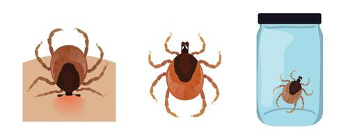 Tick biting human skin causing a red rash, isolated and captured mites in a jar for analysis, identifying Lyme disease vector