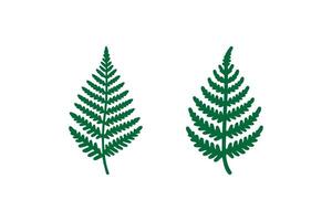 Two fern leaves are shown on a white background vector