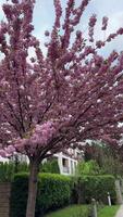 Beautiful cherry blossom trees in full bloom symbolise the arrival of spring. Soft pink flowers contrast with an urban backdrop of hidden houses. Serene and romantic scene video