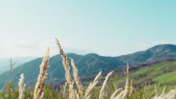 Blades of Hairy Grass Move in the Gentle Easter Breeze Copy Space video