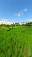 Dynamic FPV Drone Flight Over Scenic Green Rice Fields In Bali, Indonesia. video