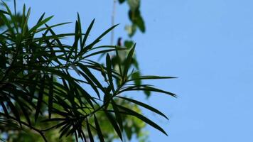 Green leaves sway in the wind with a blurred small bird flying in the background. The soft blue sky adds depth, creating a peaceful and natural atmosphere. video
