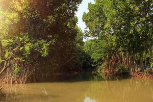 mangrove trees on swamp in the morning. Mangrove tree has botanical name rhizophora from rhizophoraceae. Mangrove tree unique and strong roots to prevent abrasion and erosion photo