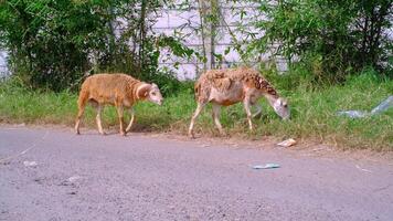 A group of goat with thick brown fur is walking leisurely on the road. Footage of a group of goats gathering to eat wild grass on the side of the street. Animal Motion in 4K Resolution video