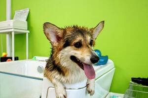 Corgi dog being groomed in bathtub. Wet corgi with tongue out after bath. Dog in bathtub with green background. Corgi dog in grooming salon. Pet grooming session for corgi dog photo