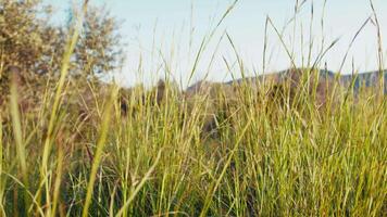 Push In Lush Bundles Of Grass In The Early Spring Phase video