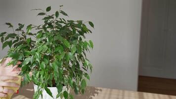 Ficus benjamina leaves are gently wiped free of dust, revealing their fresh green shine. The plant is placed indoors on a table, receiving soft natural light from the window, promoting its healthy video