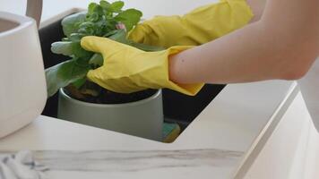 A houseplant is being repotted in a sink with fresh soil. Hands gently press the soil around the roots. The faucet is running, ready for cleanup. Natural daylight gives a warm, organic feel to the video