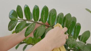 Zamiokulcas leaves stretching from dust, one long Zamiokulcas branch close-up in natural light video